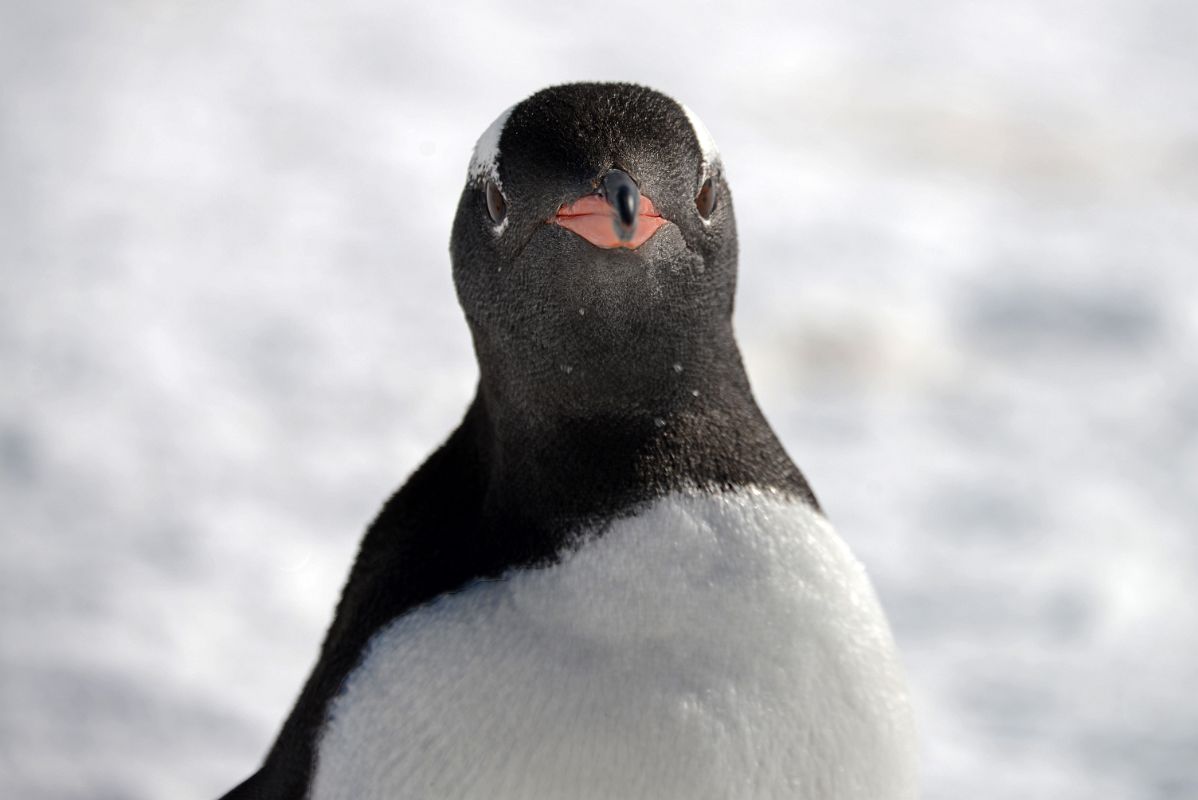 24B Gentoo Penguin Looking Directly At Me Close Up On Cuverville Island On Quark Expeditions Antarctica Cruise